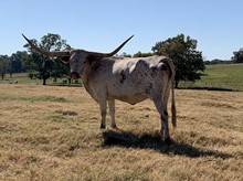 RJF HUNT'S SUPER STAR
