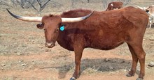 SAND CREEK LUCKY LASS