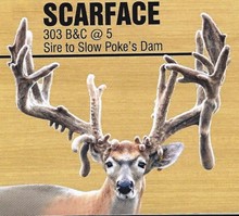 HWH SCAR FACE