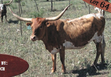 YO Maiden Force 4747
