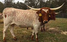 RHF COUNTRY CELEBRITY