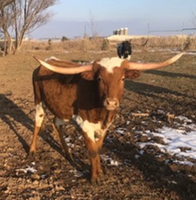 SV FAWN