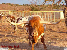 YO WHIRLING JACK 1677
