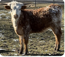 LBR Enchanted Nellie