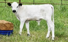 2533 SILVERBELLS BULL