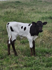 2025 RIZZY VEGAS HEIFER CALF