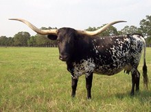 Seranado