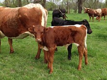 UNREGISTERED CALF
