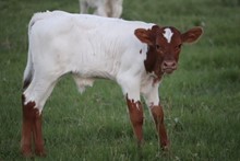 SHINING LITE BULL CALF