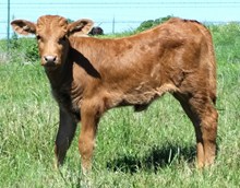 517 (Guts and Glory x Sittin Lady)