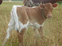 EOT Specks Superfly Heifer