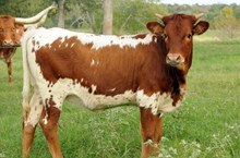 BCR COYOTE COWGIRL  327