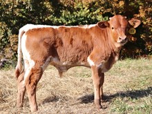 STEER # 188 (STARTEX X T BAR W SPARTACUS' GRACEY)