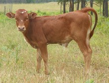 Sterling Coyote Bull