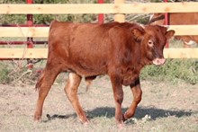 STRAIGHT FLUSH 2017 BULL CALF