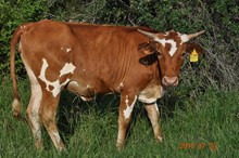 SUPER MAGGIE MOO