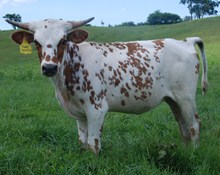 SUPER SPECKLES
