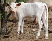 JHCC SWEET LIMITS HEIFER