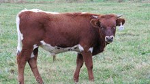 UNREGISTERED CALF (B)