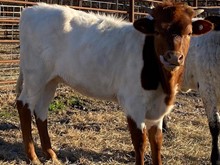 SWISS MISS X RJF SUPER TUFF CALF