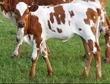 ZIPTIE HEIFER 2