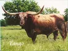 TANGO