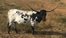 TB TEXAS NELL