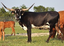TEXANA TWILIGHT