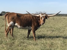 TEXAS BELLE RZL