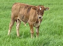 TL Firewater bull