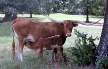 TP COUNTRY GIRL