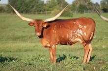 TX W Cherry Sunday