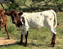 BCR Tari's Twenty 239 X Fireman BCR 049 heifer