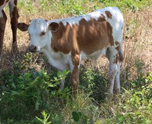 Tari x Top Gun bull