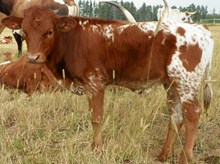 Tejas Phenomenon I Bull