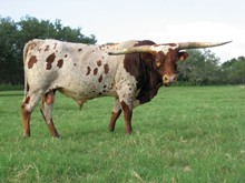 TEJAS STAR