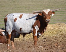 Tejas Wine bull