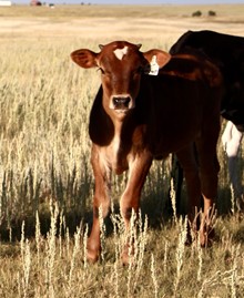 RR Tequila Sunrise x Jest As Fast 2021 steer
