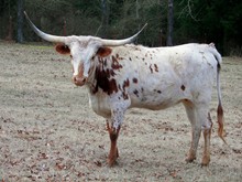 TEXANA BABE