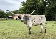 Texana Tenderfoot X Sam Chex 708 embryo
