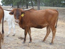 TEXAS TWO-STEP 127