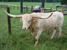 THE LONG TEXAN