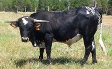 Texan's Thor 