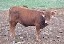 Tiara's 14 bull