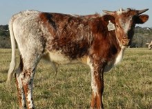 Tumbling Dice x Top Empress bull calf