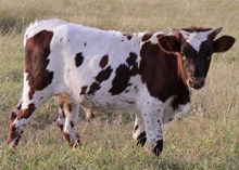 TUMBLING DICE X DC CHEXEZE BULL CALF