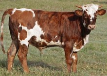 TUMBLING DICE X JR DELILAH BULL CALF