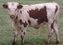 Tumbling Dice x Sittin Dixie bull calf