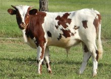 TUMBLING DICE SRC X TOP EMPRESS BULL CALF