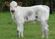 TUMBLING DICE SRC X ZD SIPPIN ON JACK BULL CALF